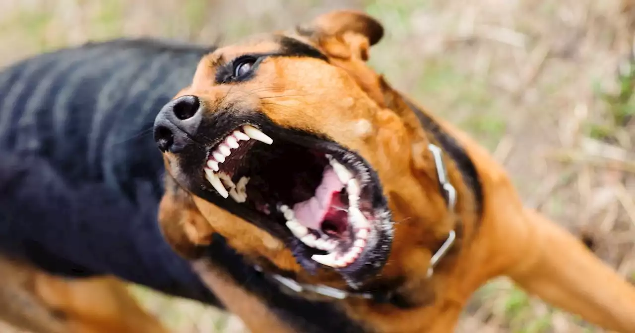 Expert shares 3 things that may save your life during dog attack