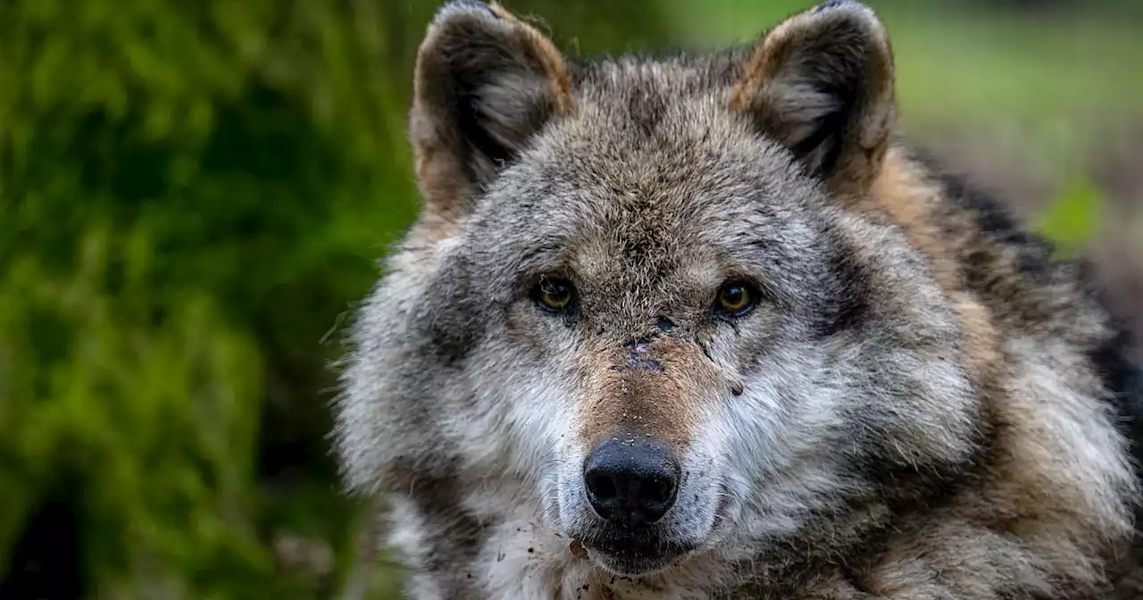 Kreis Minden-Lübbecke ist jetzt offiziell Wolfsgebiet - was heißt das genau?