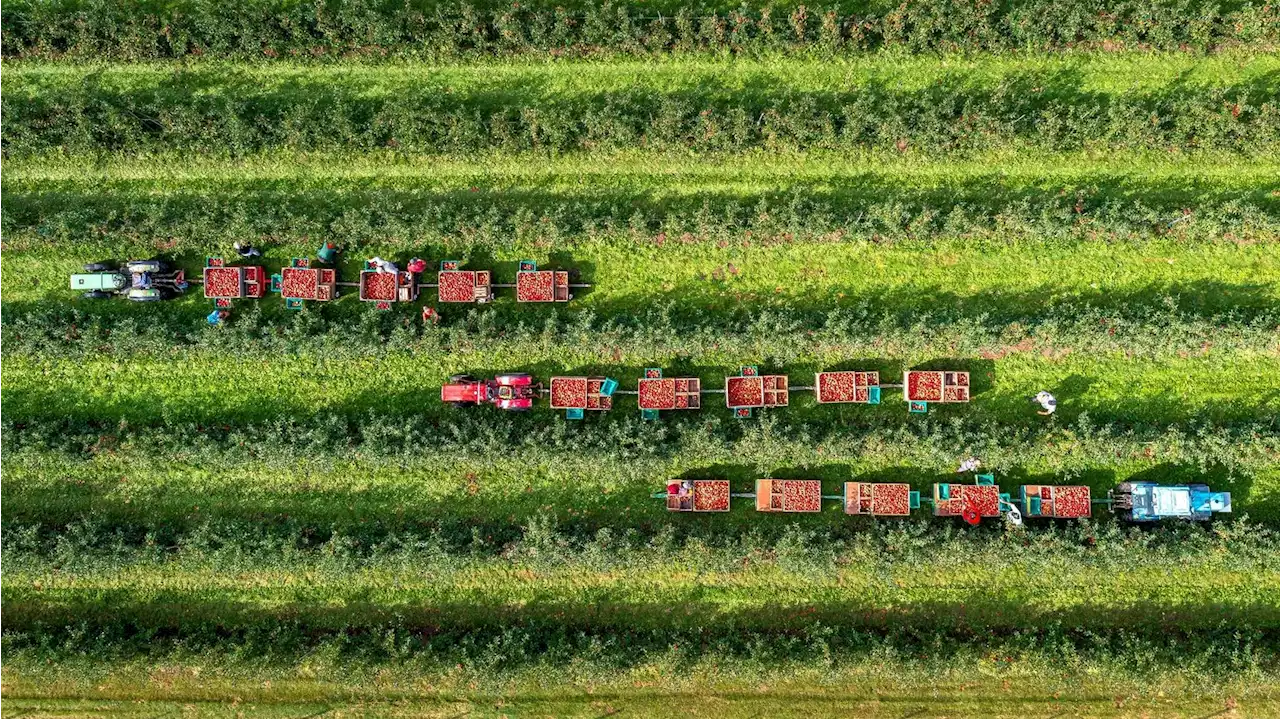 Apfelbauern rechnen mit guter Ernte