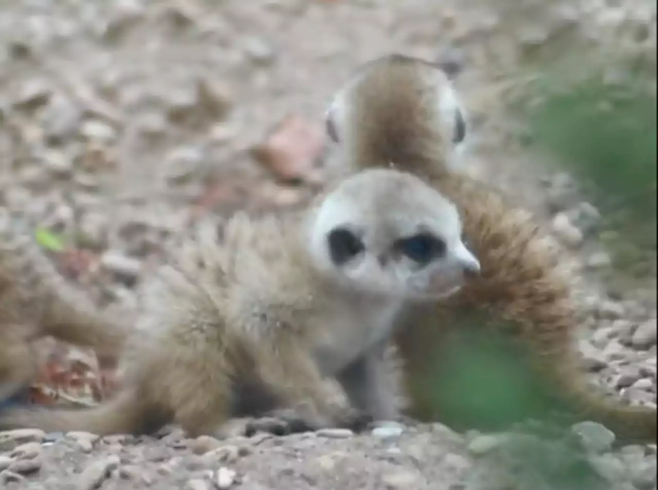 San Antonio Zoo welcomes adorable meerkat pups to newly opened habitat