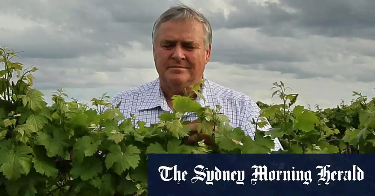 Even if China lifts its wine tariffs, Aussie grape growers have already been squeezed dry