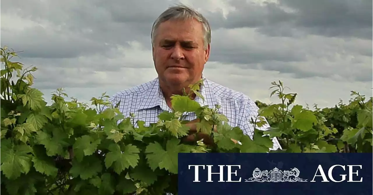 Even if China lifts its wine tariffs, Aussie grape growers have already been squeezed dry