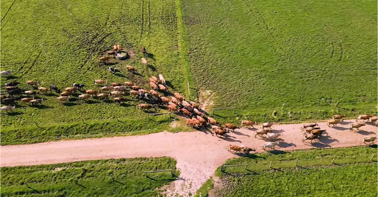 Shrinking Aussie industry could send dairy prices skyrocketing