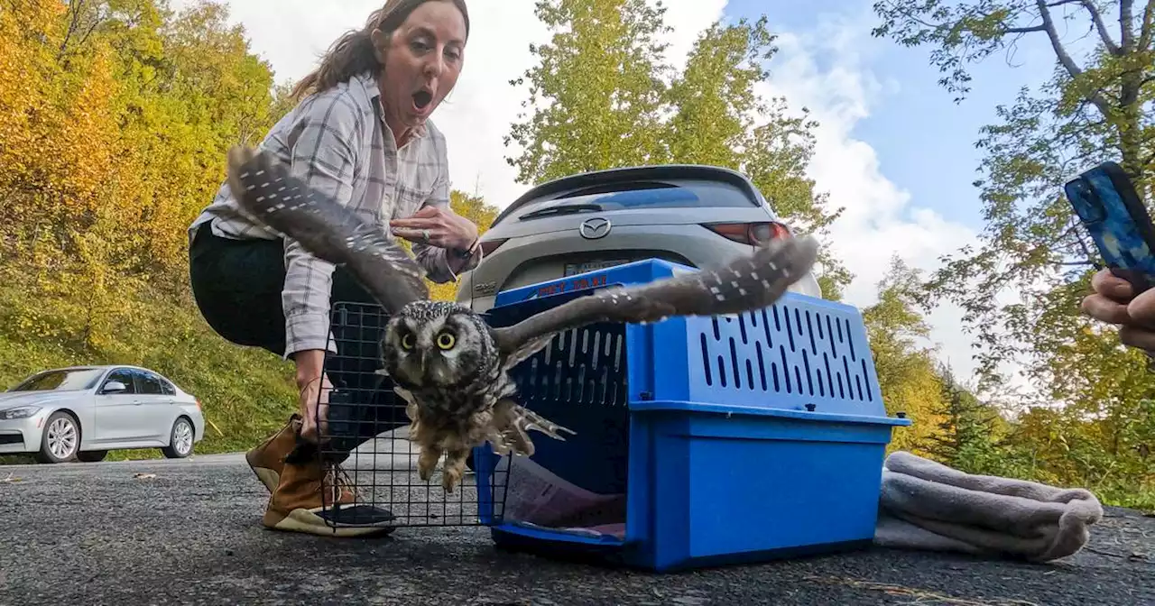 Bird TLC caps off busy week with release of two birds