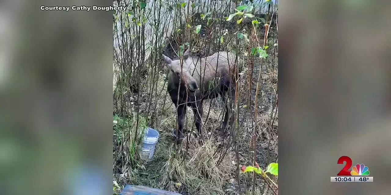 Moose calf rescued after being stuck in foundation