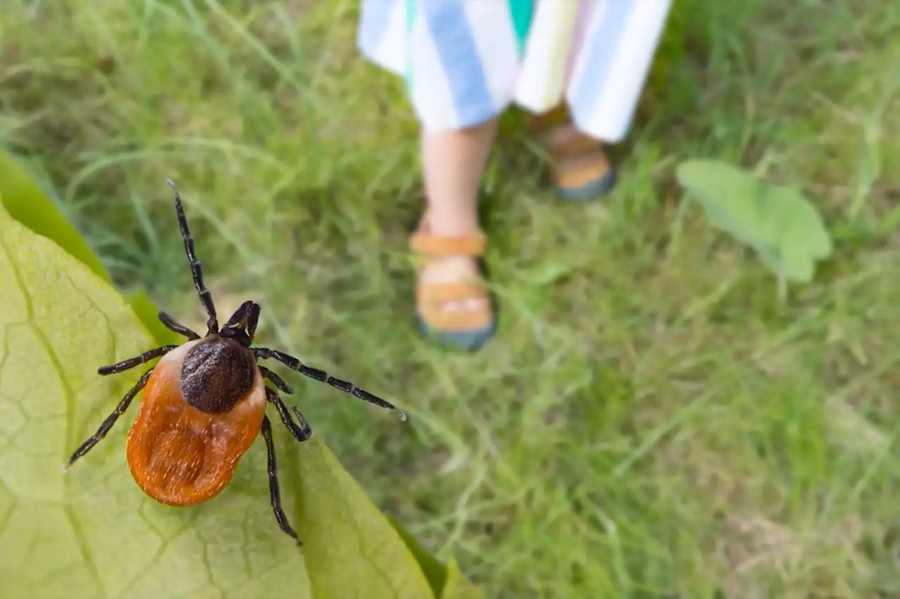 5 Plants That Keep Ticks Out of Your Yard