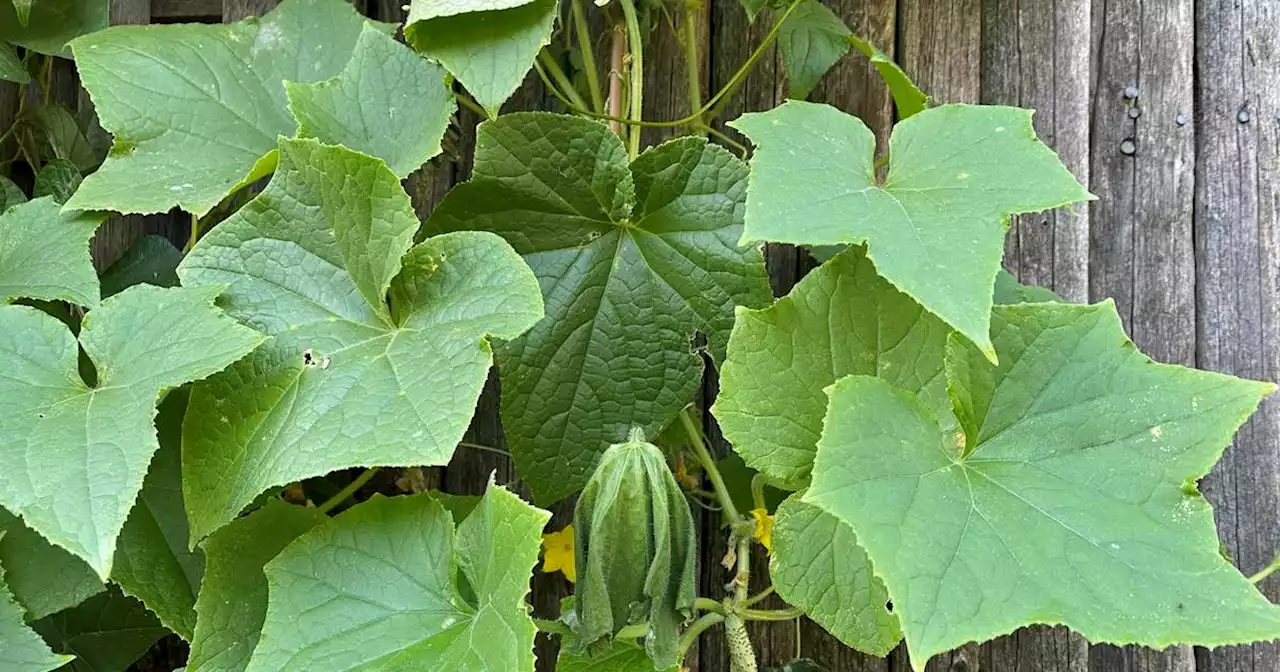 Break the cycle of bacterial wilt in your garden