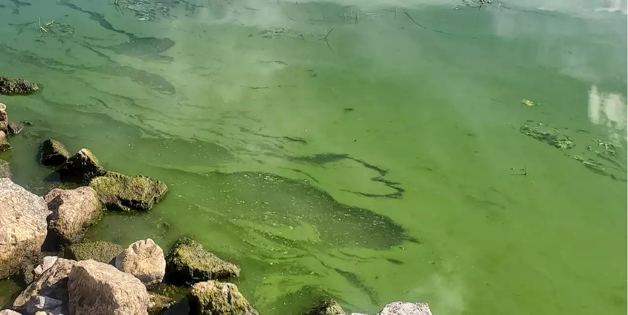 Deep Red State Fights Blue-Green Algae Blooms - With A Carbon Sequestration Twist