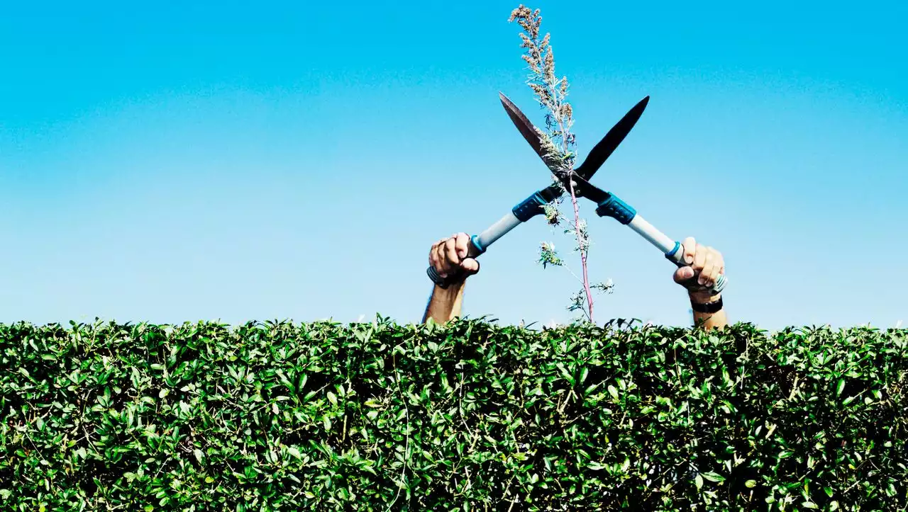 (S+) Nachbarschaftsstreit vor Gericht: Und ewig droht Stress an der Gartengrenze