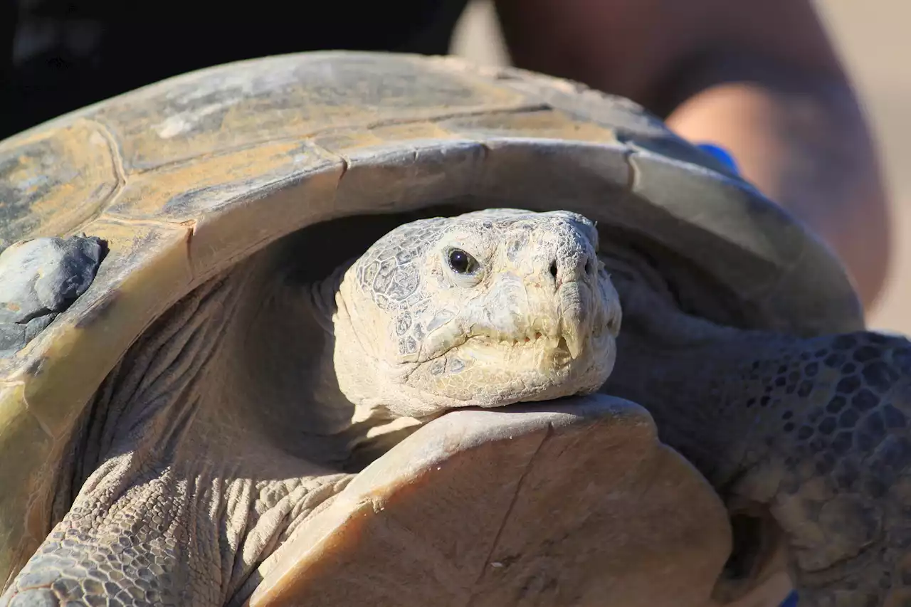 Dozens Gather To Watch Endangered Tortoise Release On New Mexico Ranch