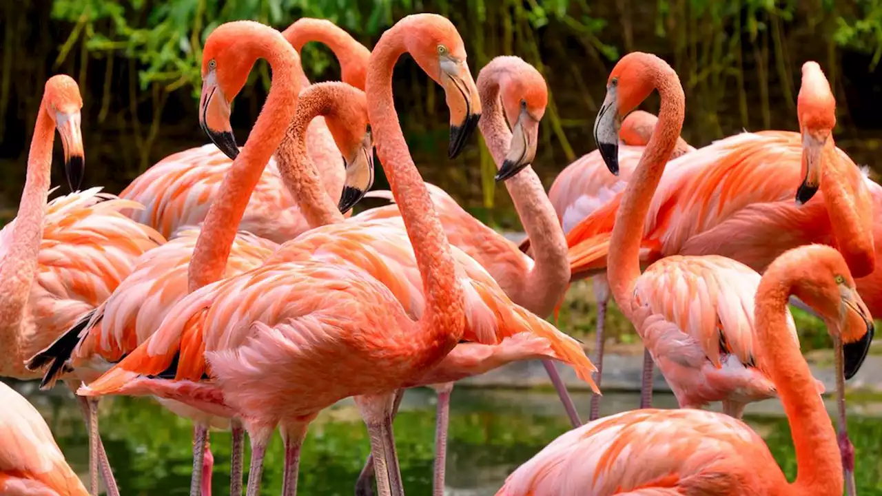 Flamingos make first ever visit to beach in Wisconsin