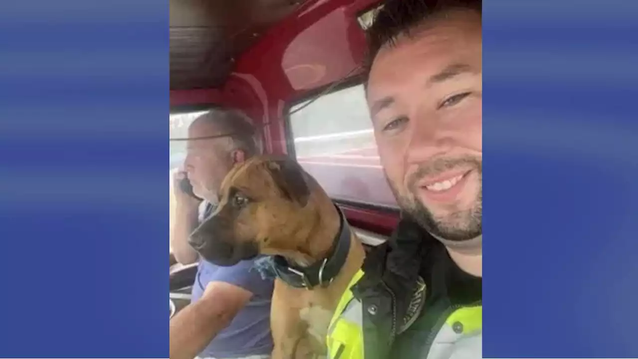 Tropical Storm Ophelia: NC police chief rescues dog tied up as floodwaters rise