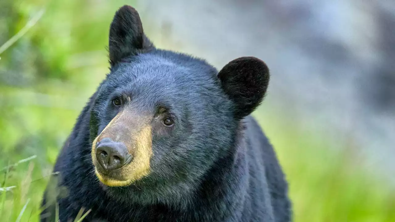 Young bear breaks into Arizona residence