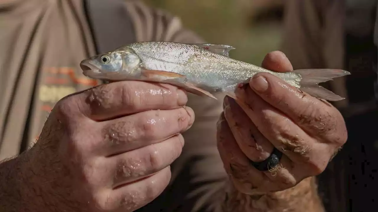 Utah wildlife officials open new nursery pond, seek to build on native fish species' recovery