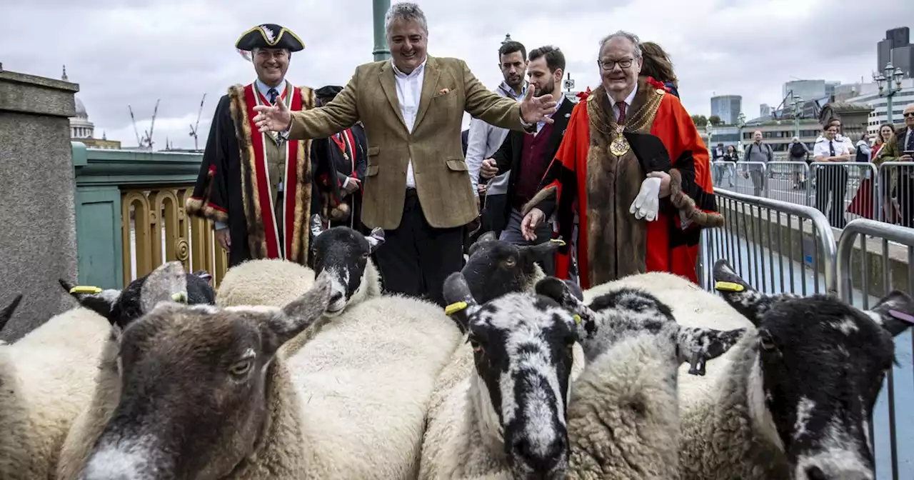 Celeb chef uses ancient right to herd sheep over London bridge