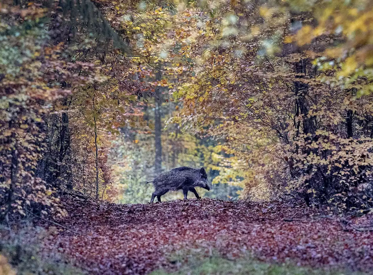 Påhittig gris – hatad av golfare och bönder