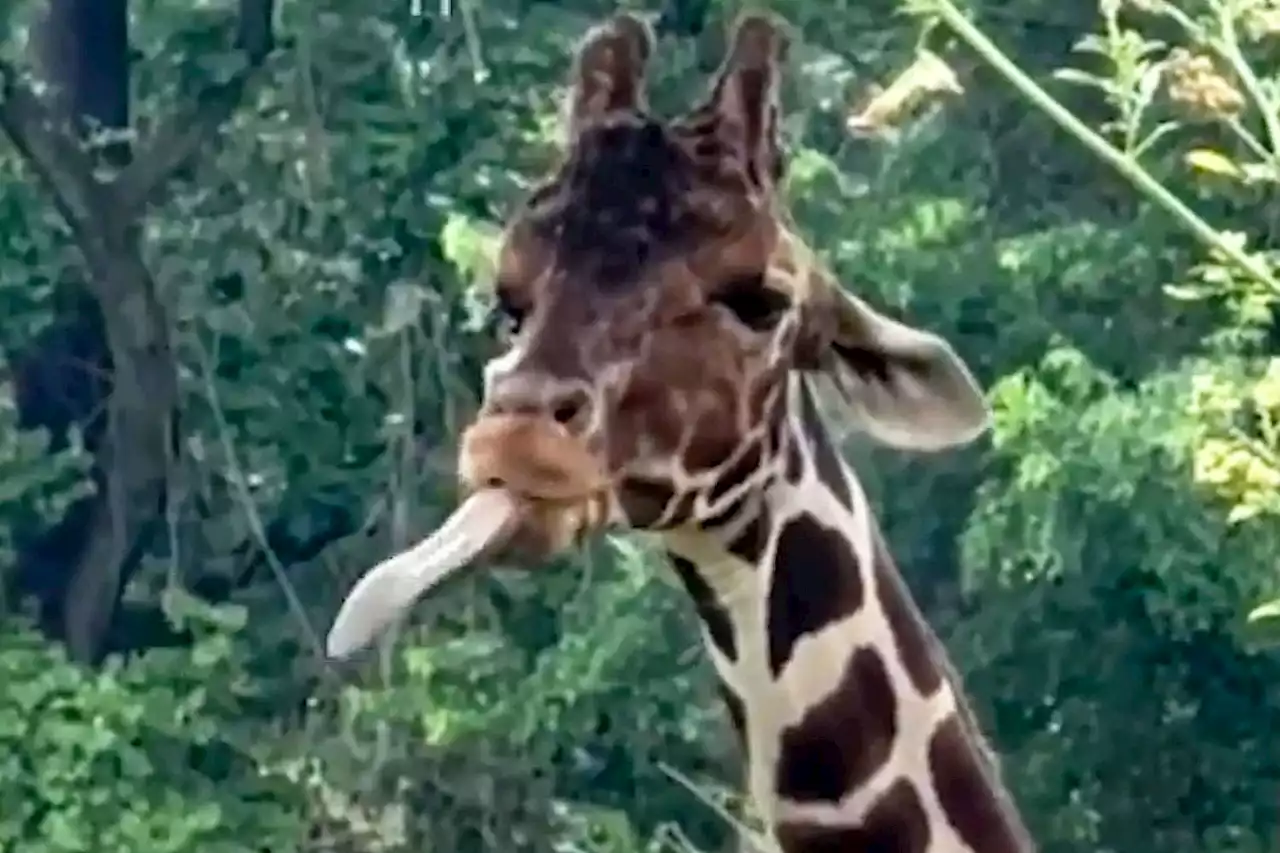 Giraffe Catches Raindrops on His Tongue in Sweet Video Shared by Maryland Zoo: Watch!