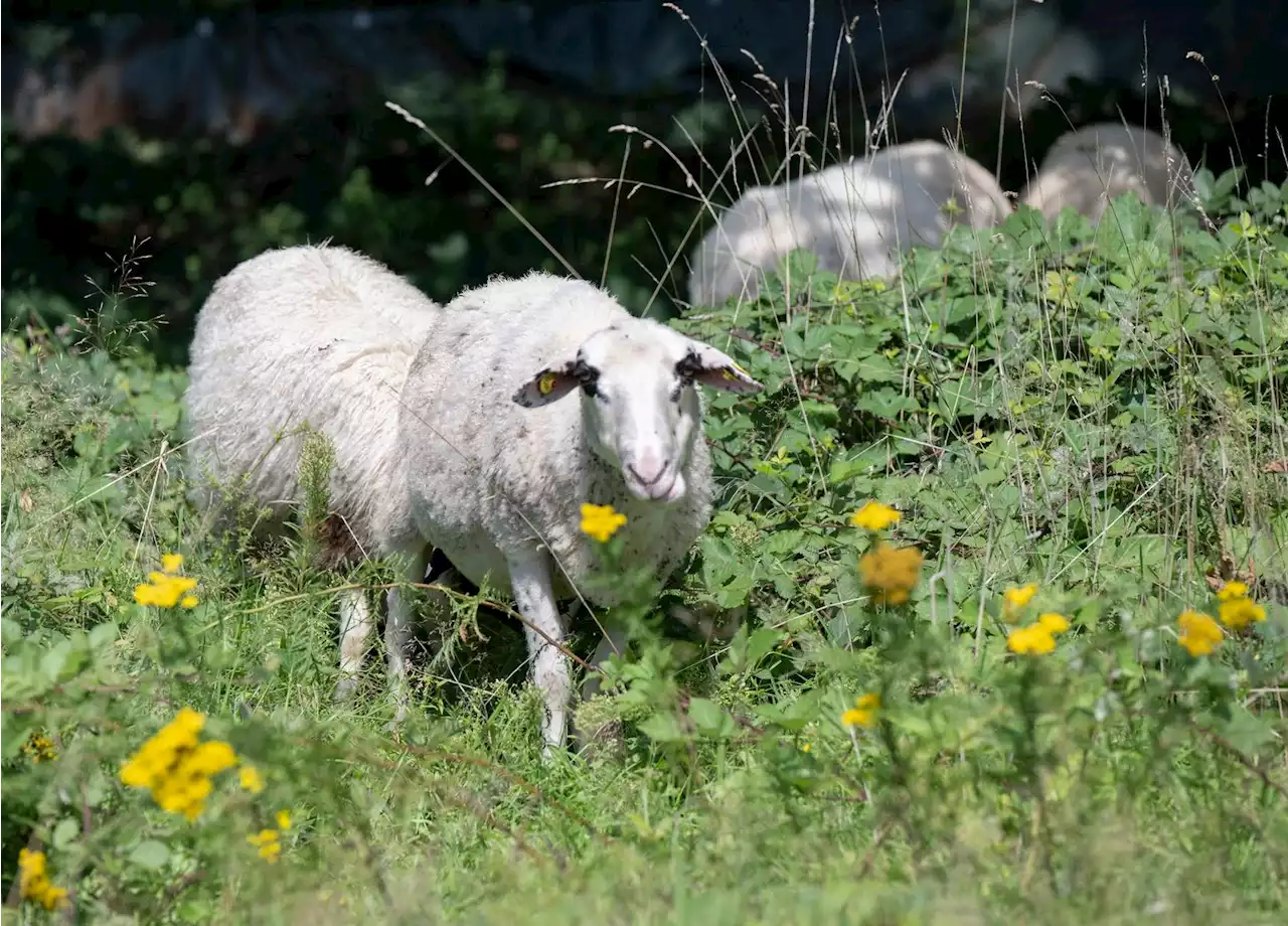 Schaf greift älteres Paar an und rammt Streifenwagen