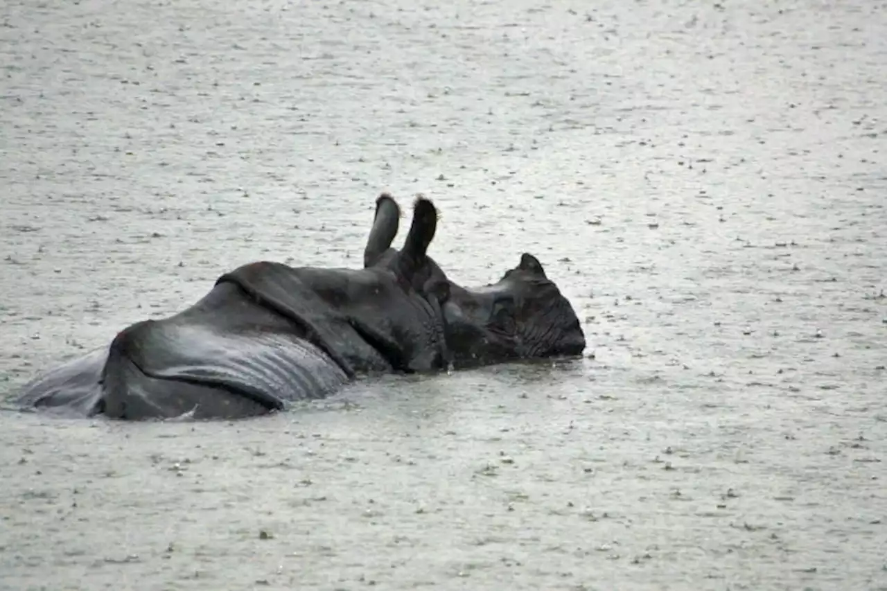 A rhino-less reserve in Nepal is set to get its first two rhino habitants