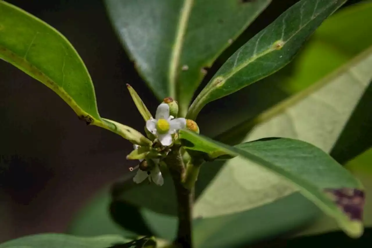 ‘Lost’ Brazilian holly tree species found again after nearly 200 years