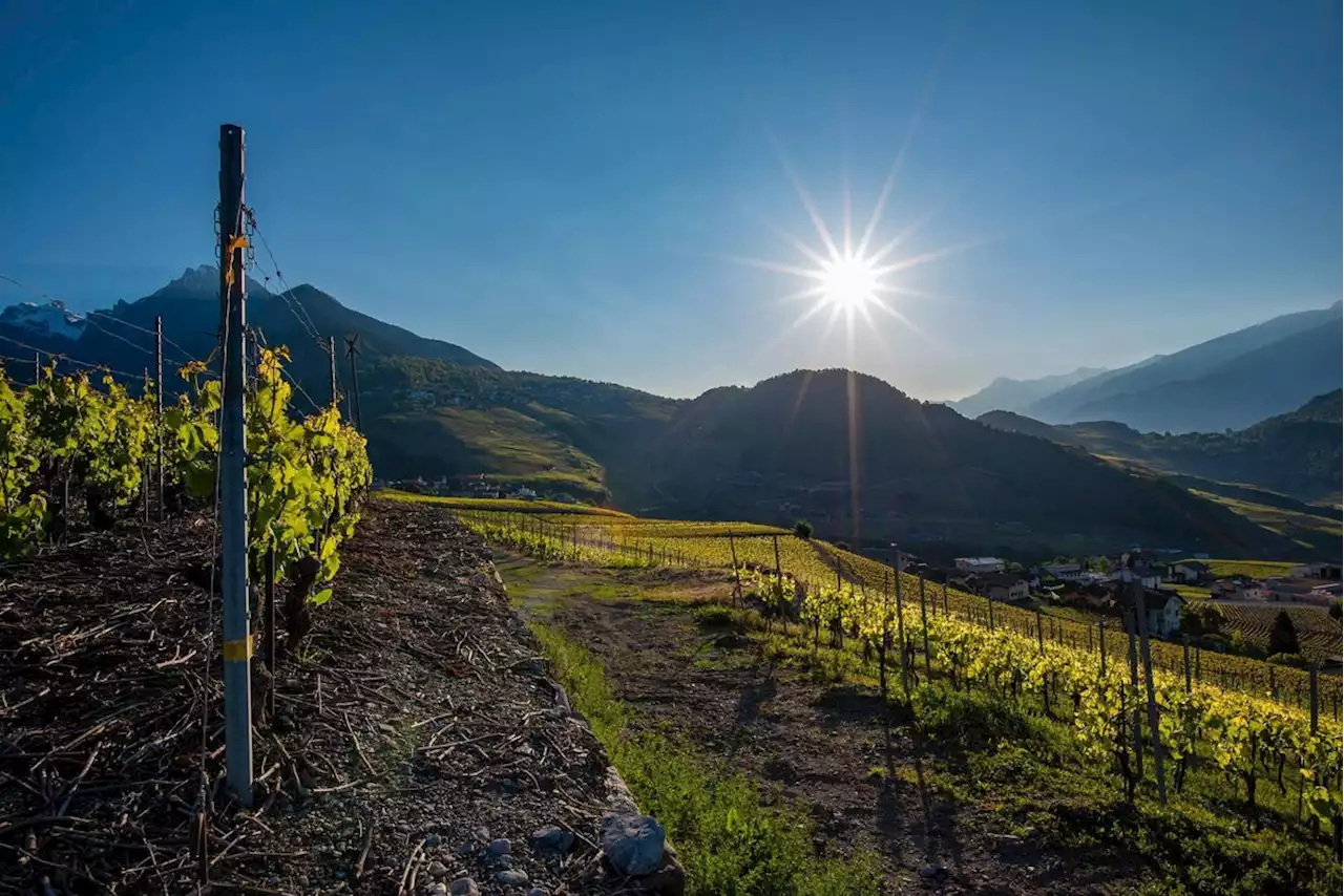 141 Millionen für Weinbaugebiet