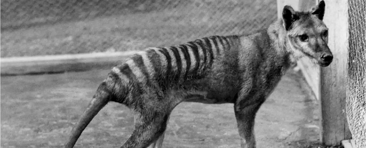 Tasmanian Tiger Becomes First Extinct Animal To Have Its RNA Extracted