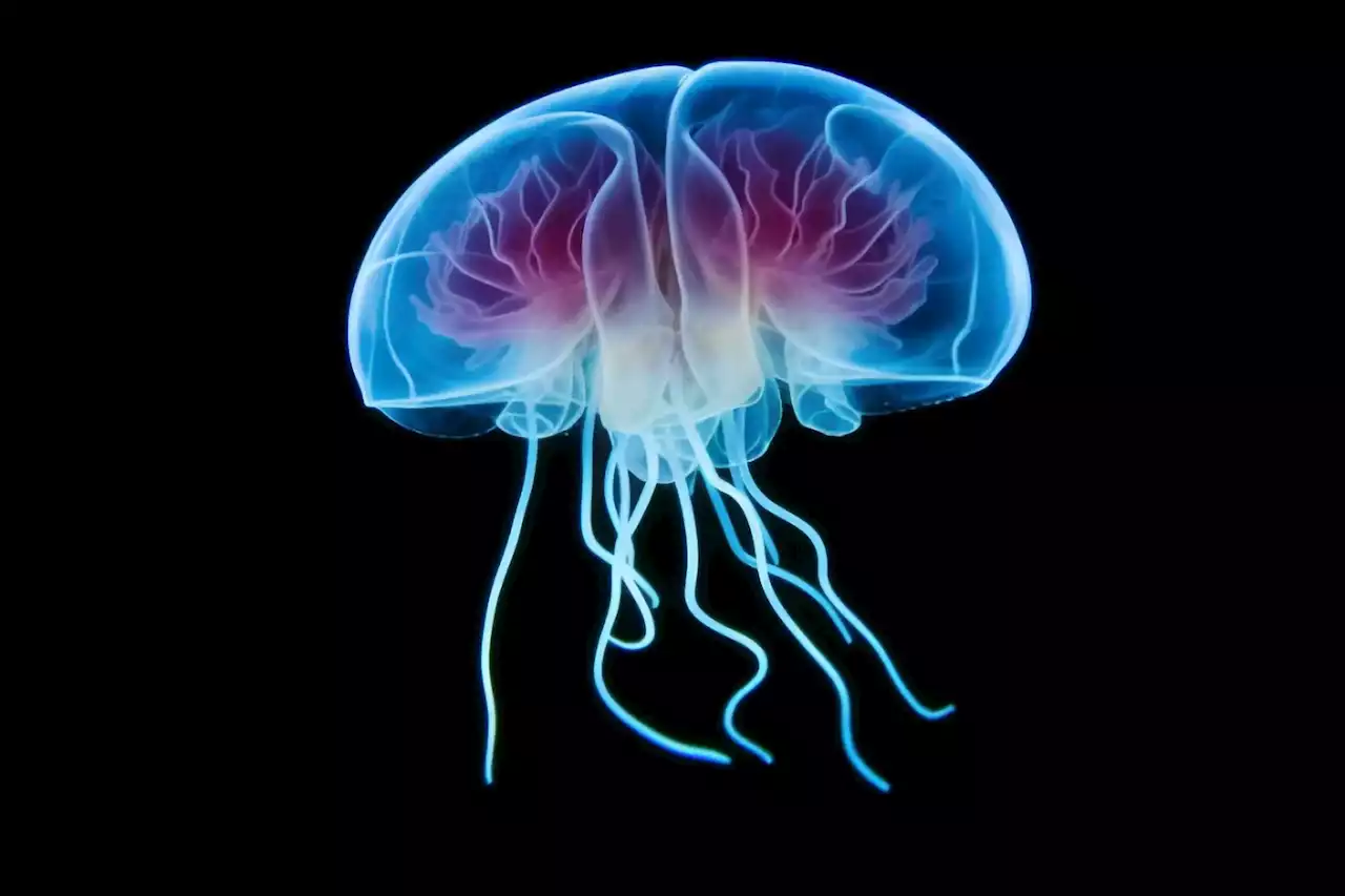 Brainless Brilliance: Jellyfish Stun Scientists With Learning Skills