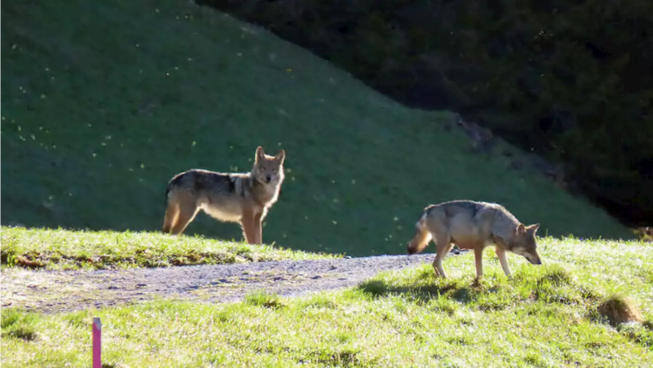 Peilsender verrät: So lebt das Glarner Schiltrudel