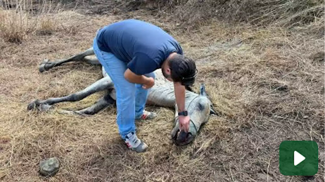 Cefalù: salvata dal rogo, la cavalla Scilla muore dopo due giorni