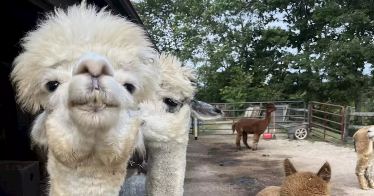 Northeast Ohio farm celebrates National Alpaca Farm Days