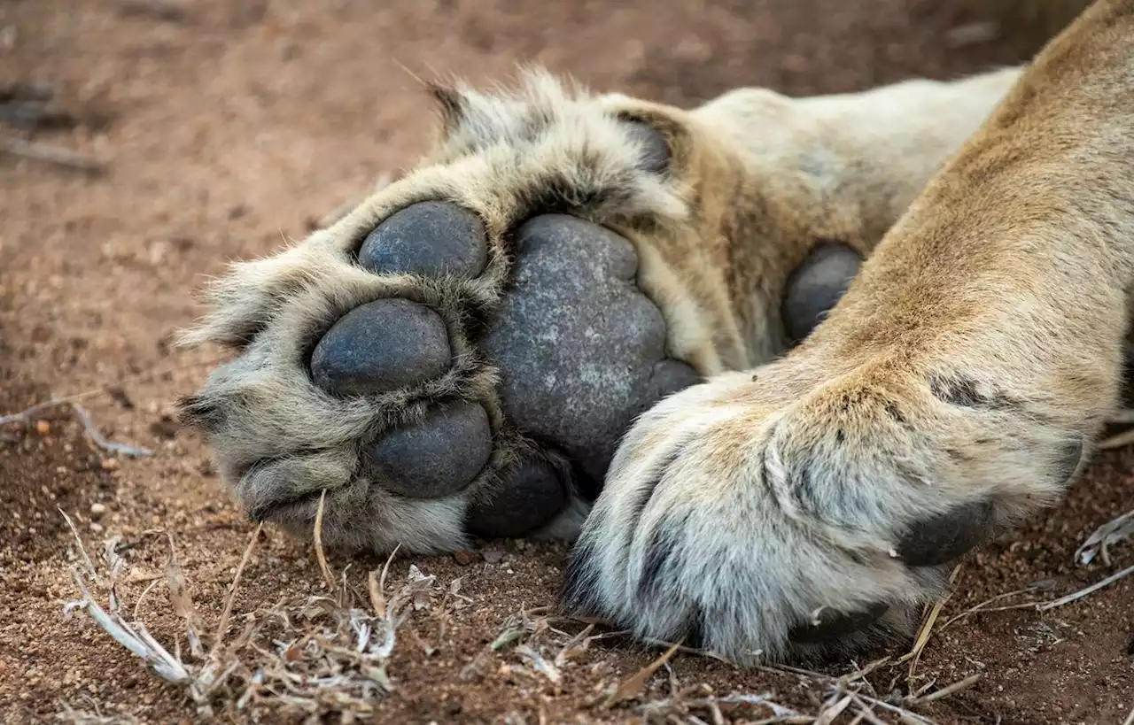 Une lionne d’un cirque recueillie au Refuge de l’Arche en Mayenne