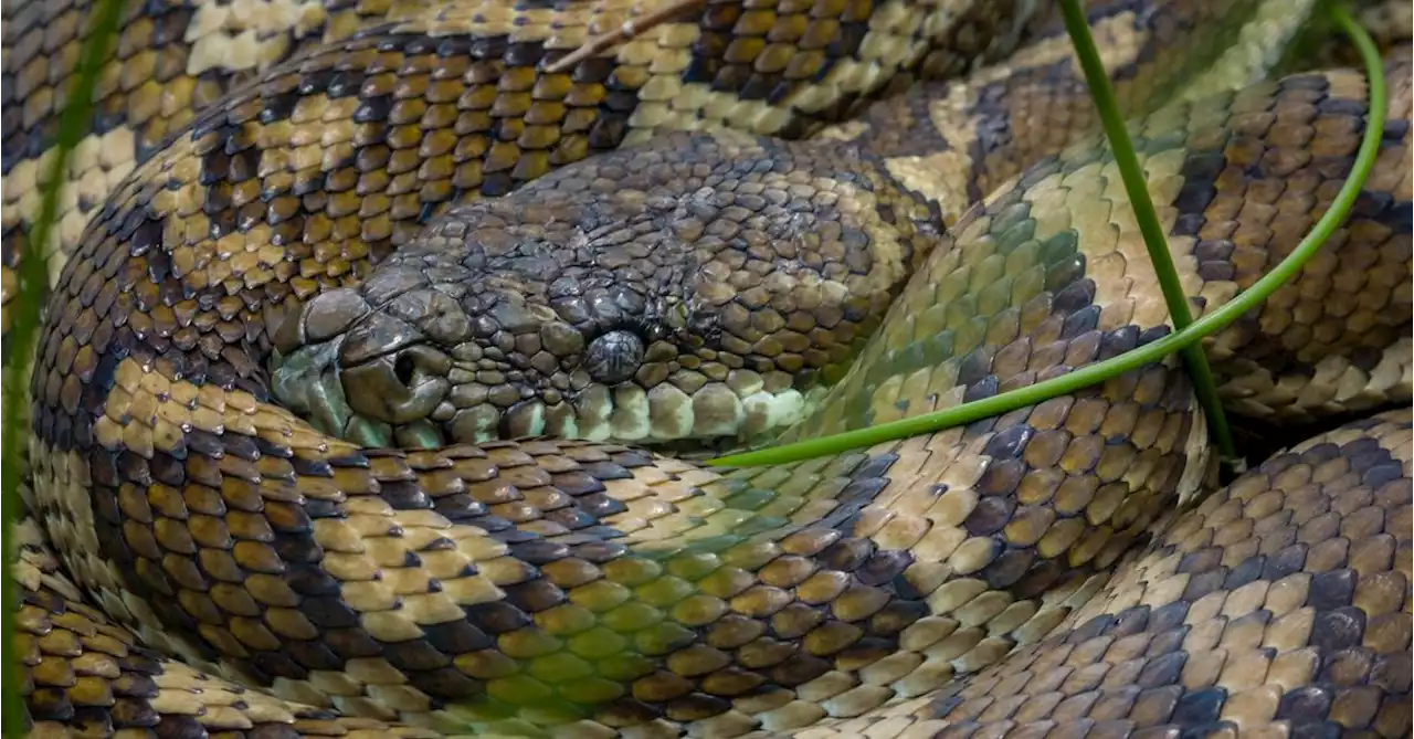 Man's 'cruel' killing of snake nets $718 fine