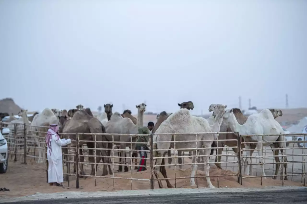 الثلاثاء.. انطلاق مزاد عنيزة للإبل