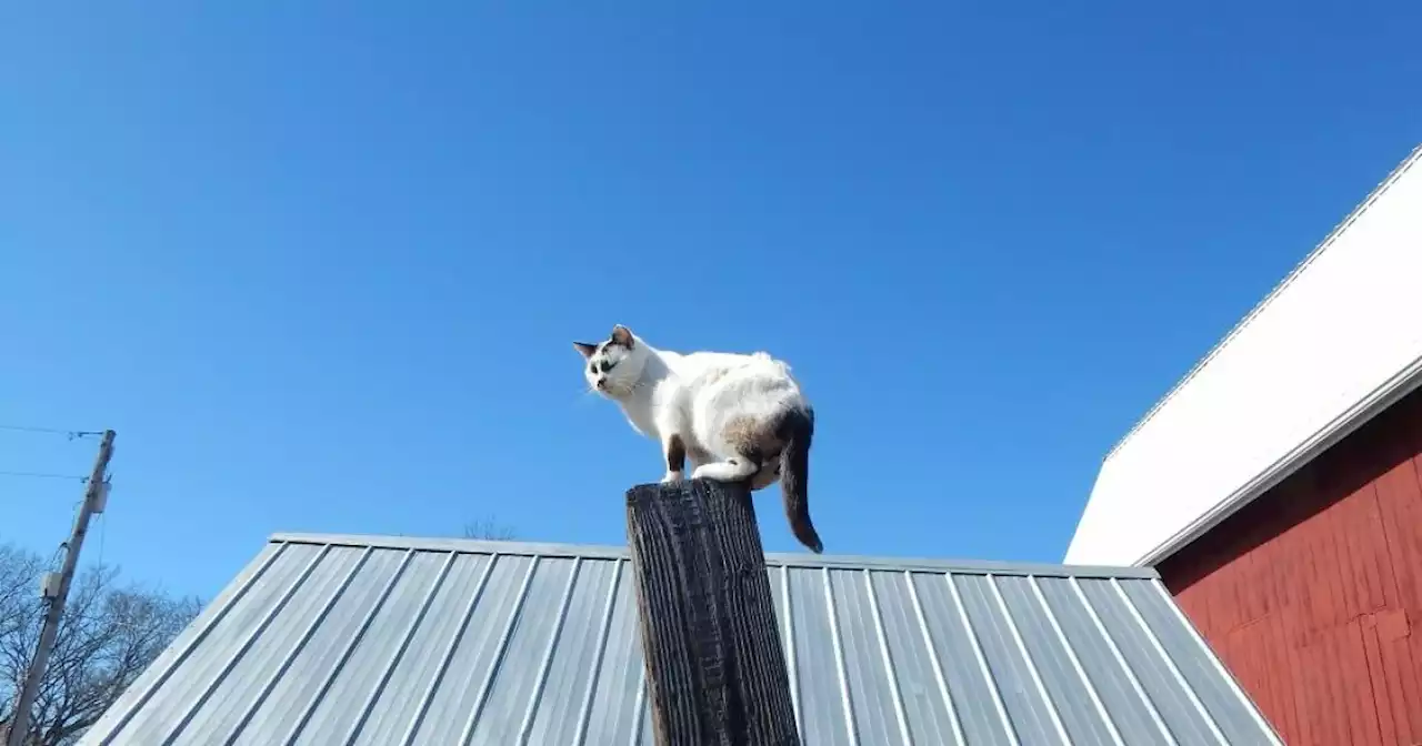 Hey Pandas, Share Your Pets In The Weirdest Places