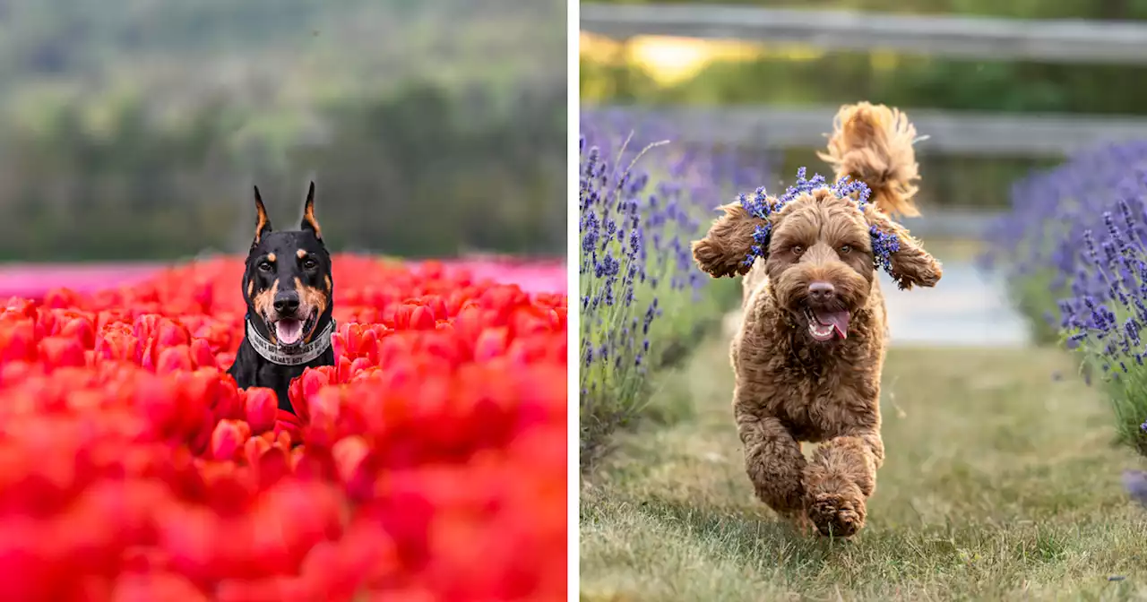 My 20 Pictures Of Dogs Enjoying Their Day In Fields Of Flowers