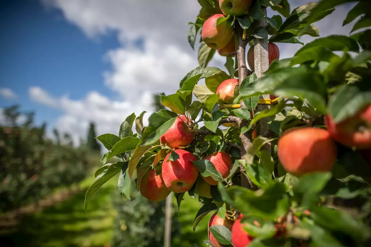 Unbekannte klauen 20 Tonnen Äpfel von Obstplantage