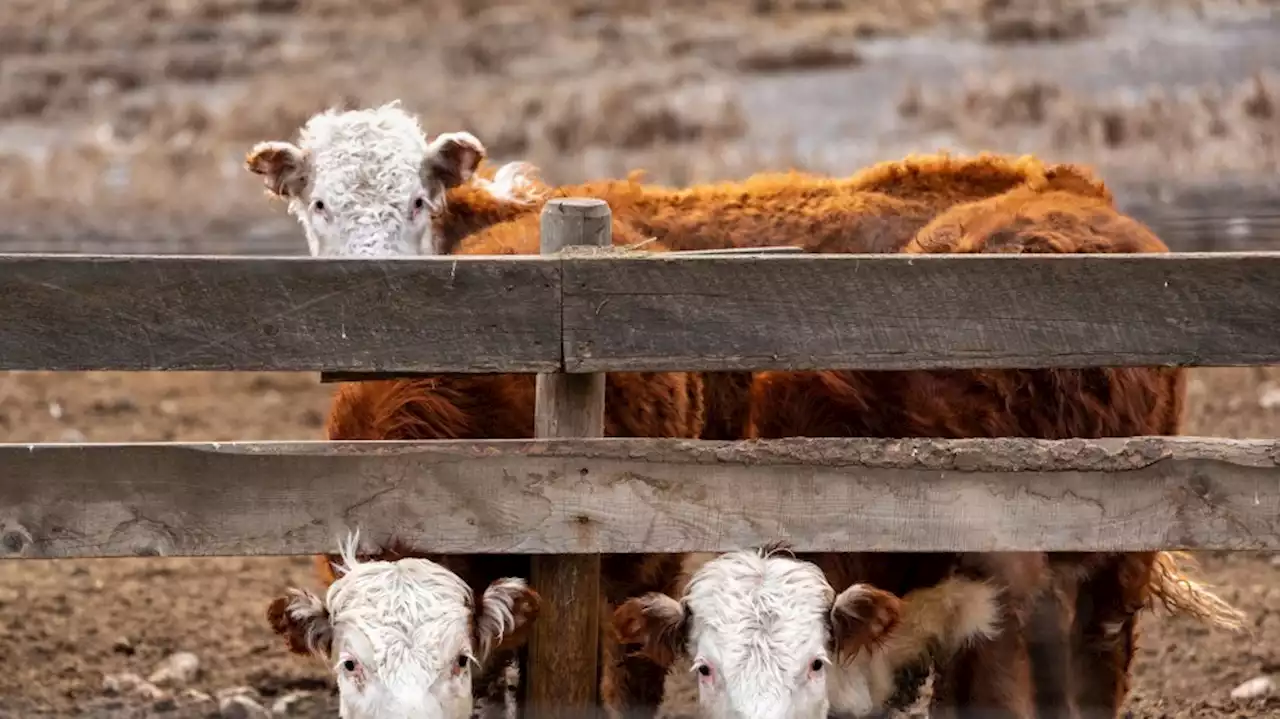 B.C. cattle producers count losses after wildfires