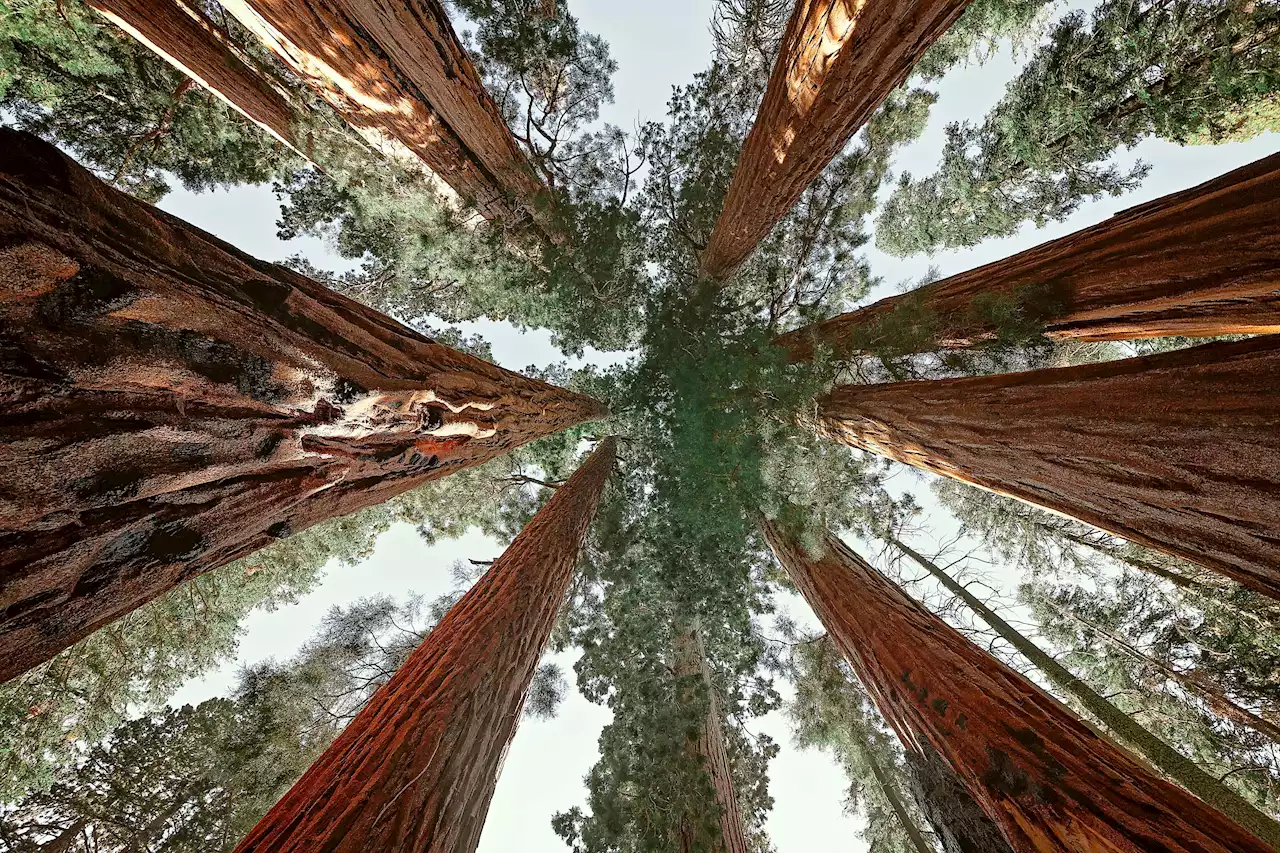 On this day in history, September 25, 1890, Congress establishes Sequoia National Park in California