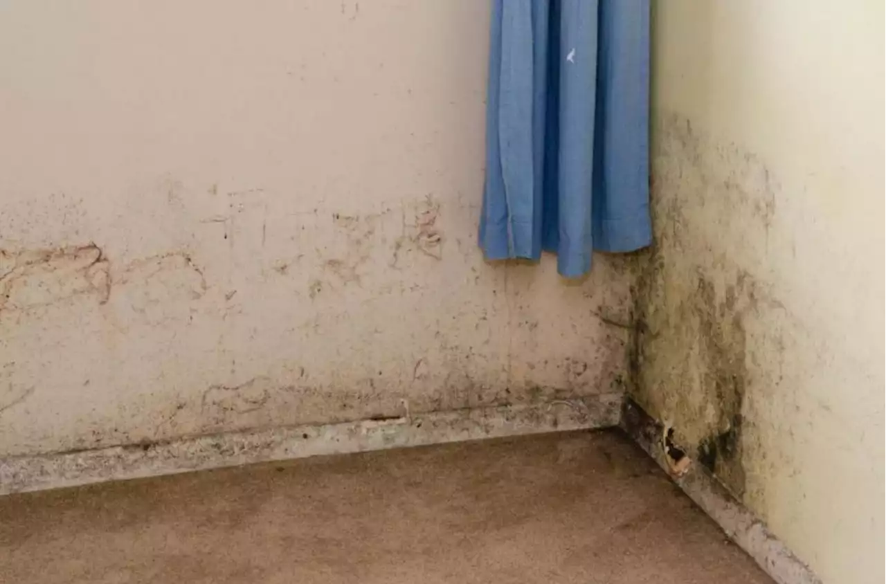 Number of damp and mould complaints made to council last year revealed