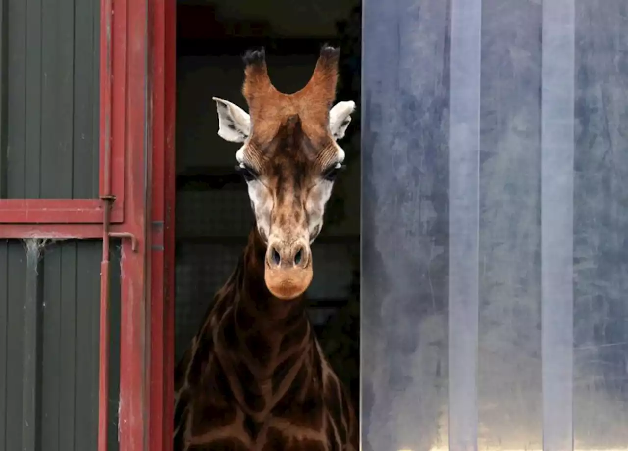 Safari park welcomes endangered giraffe for first time in 10 years