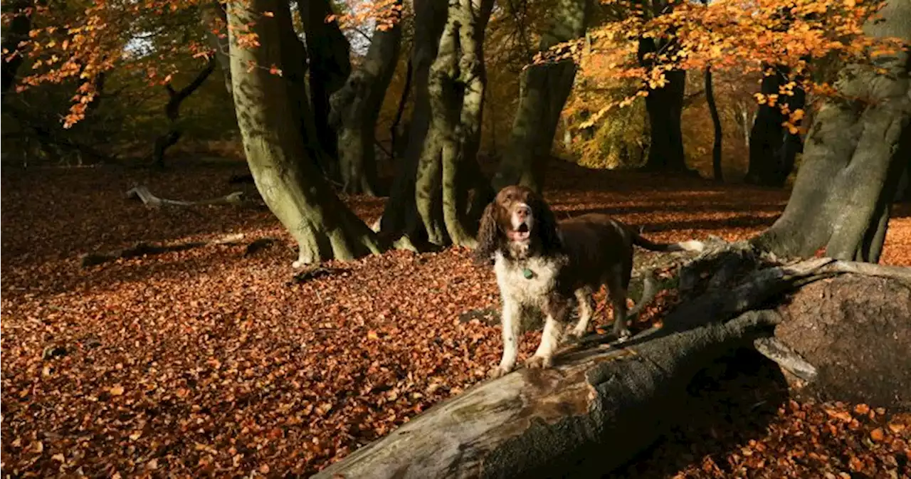 Toddler missing for hours found sleeping in woods using her dog as pillow