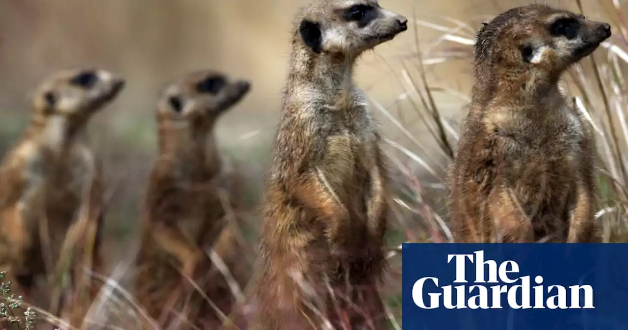 Psychologists investigate meerkats’ response to human emotions