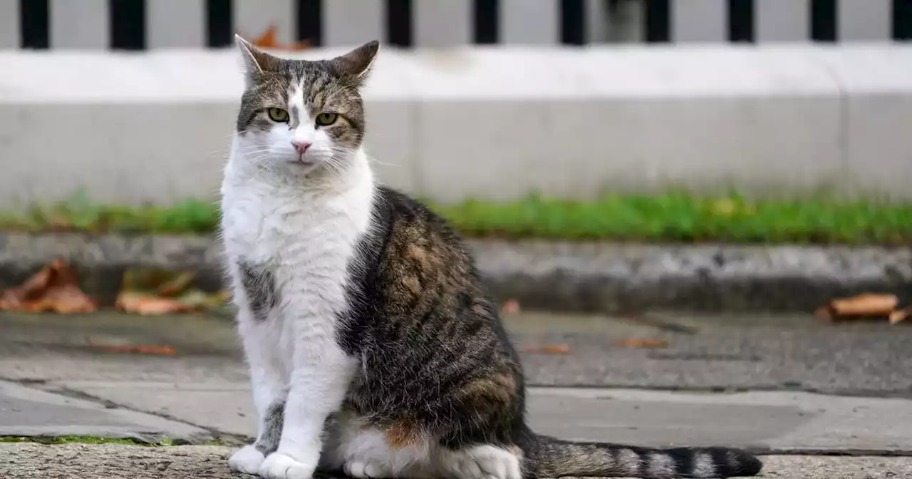 Larry The Cat Is 'Happy And Healthy' After Reports Of Ill-Health Over The Weekend