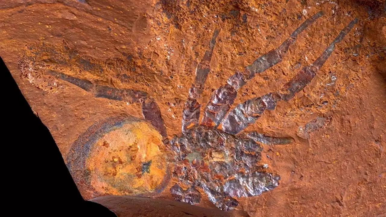 16-million-year-old giant spider fossil found in Australia