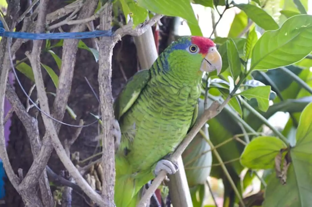 Endangered Mexican parrot thriving in urban areas of South Texas, researchers find