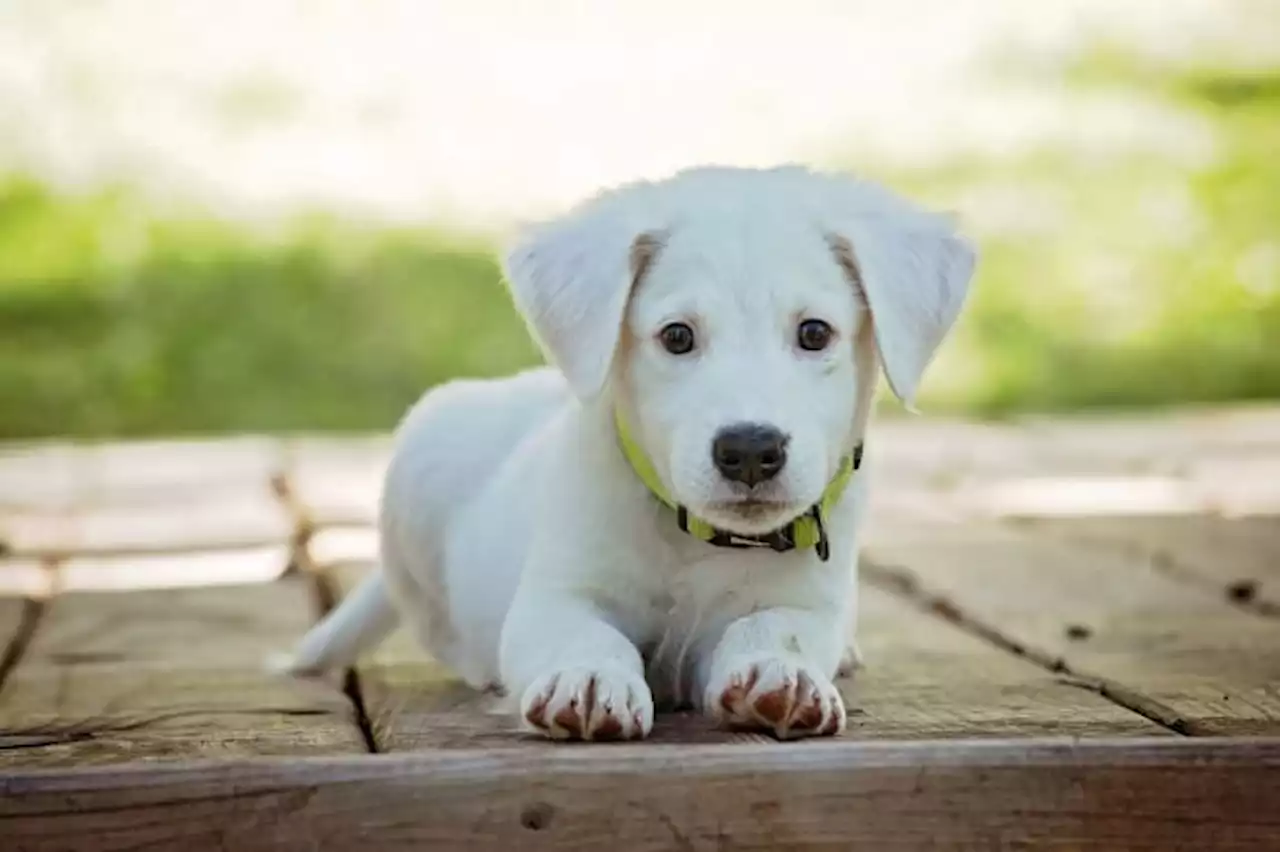 Watch live: Houston nonprofit organization holds mayoral candidate forum on animal welfare