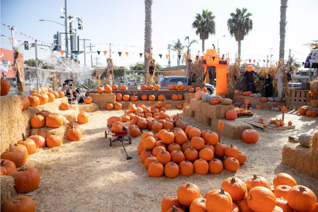 San Antonio Pumpkin Festival to bring charm of the farm to downtown 🎃