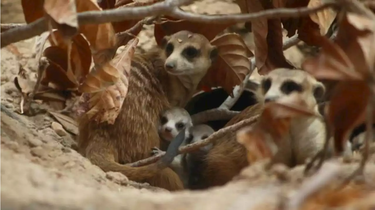 Meerkat babies arrive at San Antonio Zoo