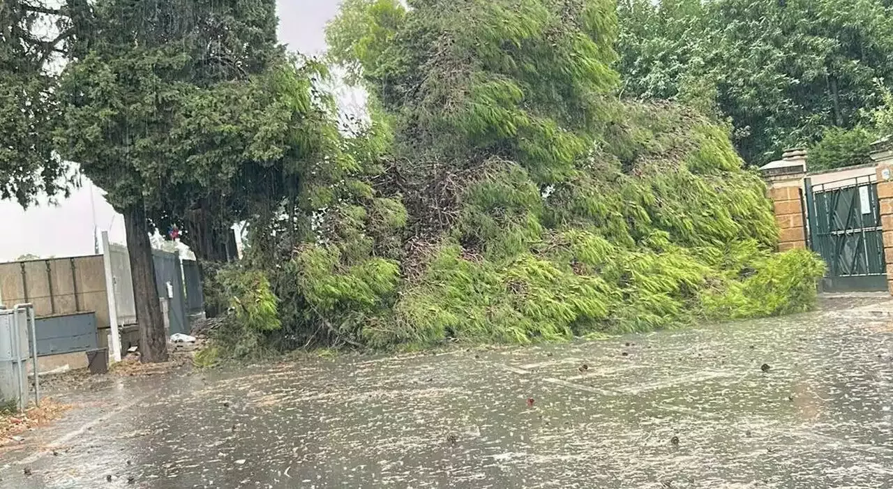 Lecce, Tromba D'aria Abbatte Numerosi Alberi. La Statale Per Maglie ...