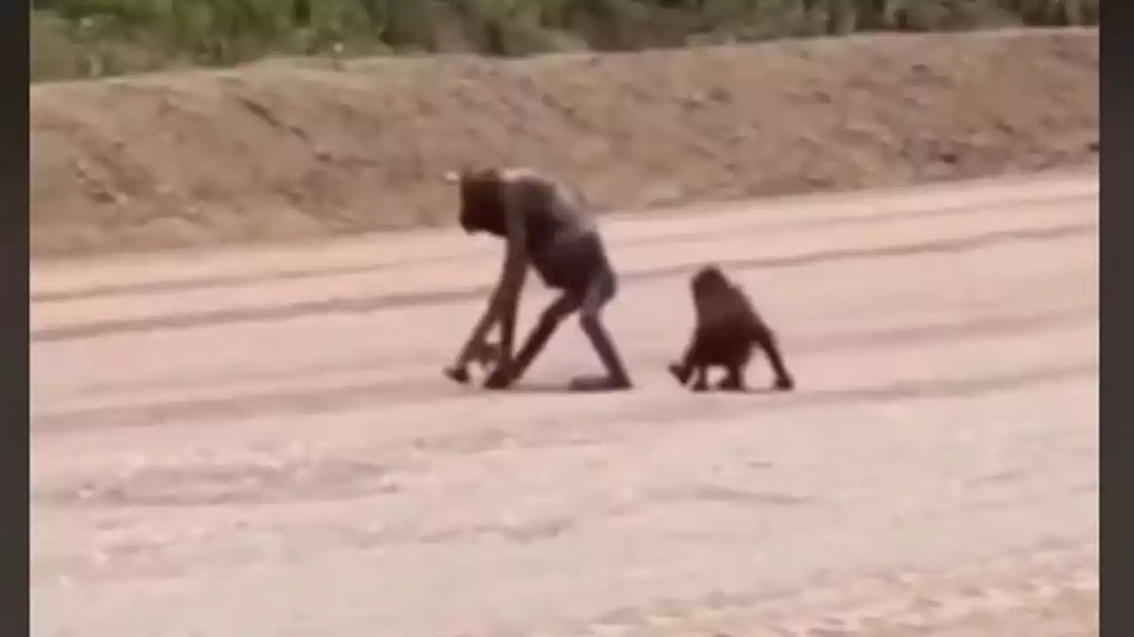 Beredar Video Orangutan Badannya Kurus Kering, Diduga Berjalan di Kawasan Kutai Timur